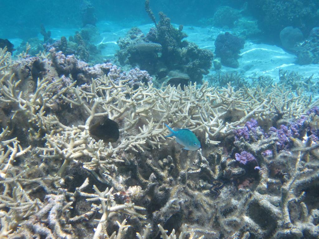 Pension Hibiscus Tahaa Uturoa 外观 照片
